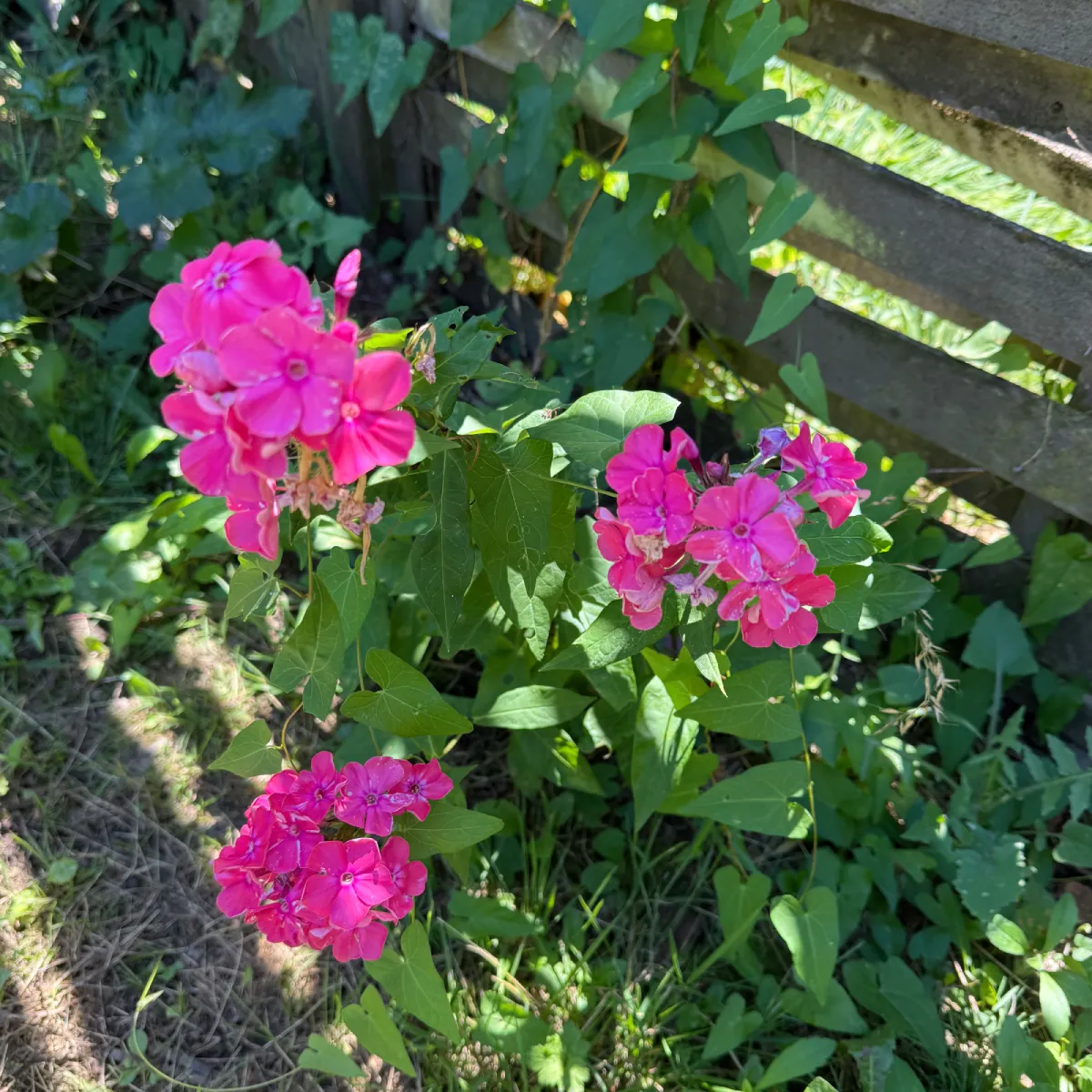 Bouquet de phlox rose vif cultivé pour créations de bijoux artisanaux en fleurs séchées – L’Atelier d'Emy-Lys