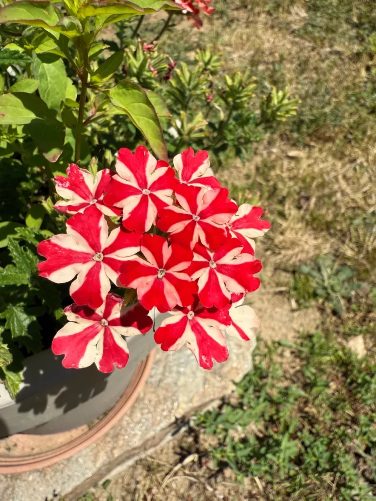 Fleurs de verveine rouge et blanche séchées pour bijoux floraux faits main – artisan bijoutier Corrèze