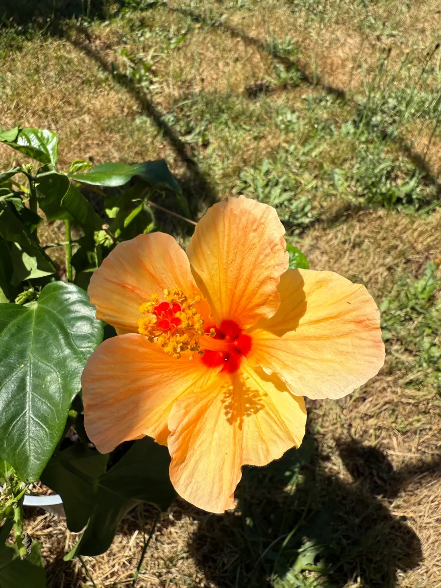 Fleur d’hibiscus jaune orangé à cœur rouge pour création de bijou floral unique – L’Atelier d'Emy-Lys