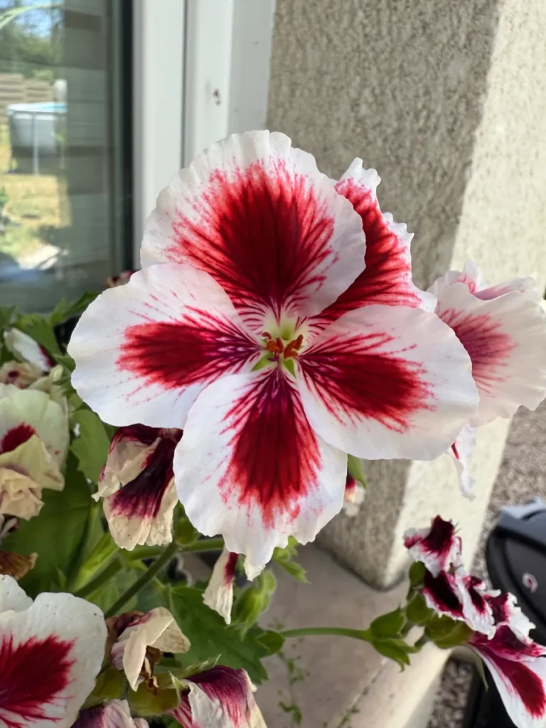 Fleur de géranium blanc à cœur rouge foncé séché pour bijoux artisanaux en fleurs – L’Atelier d'Emy-Lys