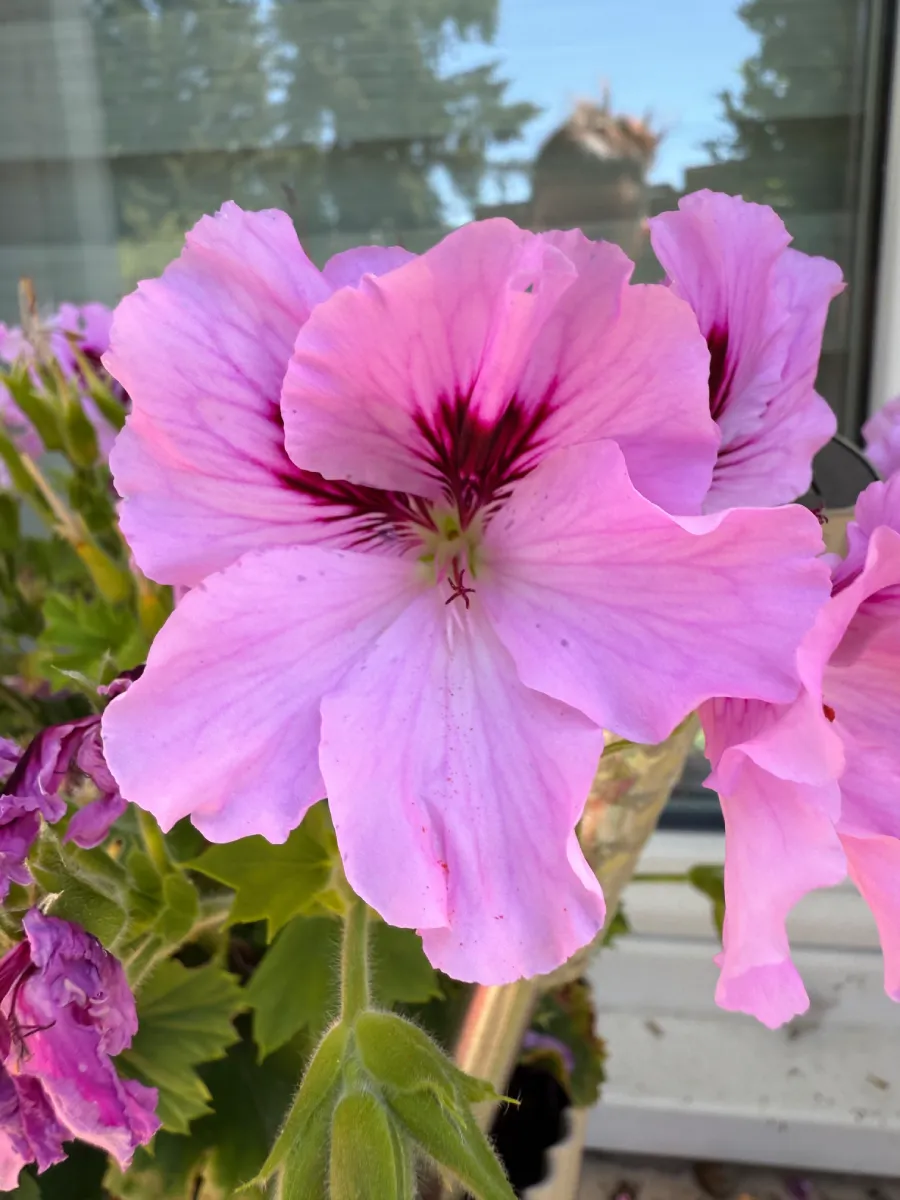 Fleur de géranium rose à cœur pourpre séché pour bijou artisanal fleuri – L’Atelier d'Emy-lys Corrèze