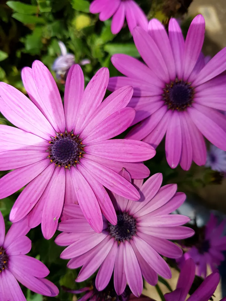 Fleurs de marguerite africaine violette séchées pour bijoux artisanaux en fleurs – L’Atelier d’Emy‑Lys Corrèze