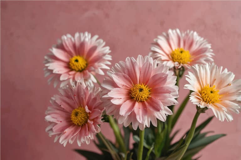 Bouquet de marguerites roses artisanales avec cœur jaune, photographié sur fond rose poudré — création florale délicate de L’Atelier d’Emy-Lys.